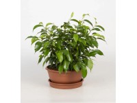 Fikus benjamina (Ficus Natasja) - don. 17 cm