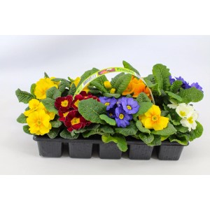 Kolorowe, kwitnące pierwiosnki w kolorach żółtym, czerwonym, niebieskim i białym w czarnej doniczce.