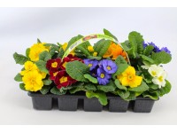 Pierwiosnek (Primula acaulis) - 10 szt.