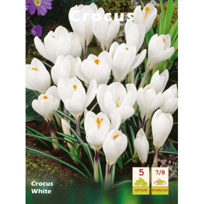 Krokus Crocus White - 5 szt.