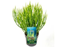 Baccharis Coral Wave (Baccharis sarothroides ) don. 19 cm