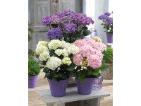 Hortensja wielkokwiatowa linia Black Steel  (Hydrangea macrophylla)