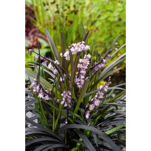 Konwalnik (Ophiopogon Niger) 1 szt.