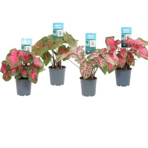 Różnokolorowe rośliny t.b.t. w doniczkach, wybór roślin kwitnących.