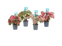Caladium mix wys. 25 cm