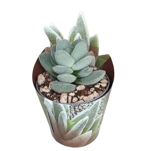 Sukulenty t.b.t. w doniczce, zielone liście z białym wzorem.