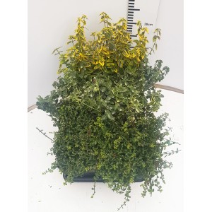 W doniczce: Kolorowy trzmielina pnąca (Trzmielina pnąca) z żółto-zielonymi liśćmi.