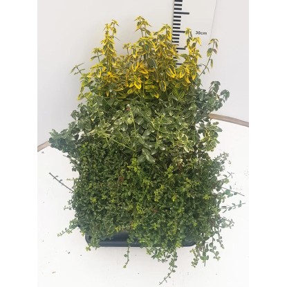 Trzemielina Euonymus exclusive wys. 30cm don. 17cm