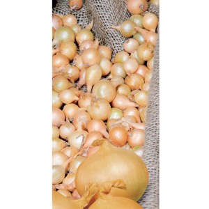 Cebula, dymka w worku jutowym, warzywa do ogrodu.