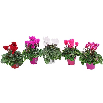 Cyklamen (Cyclamen) mix don. 14 cm