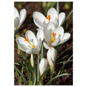 Białe krokusy jako wiosenne kwiaty na rabacie.