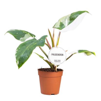 Filodendron mix (Philodendron mix) don. 12 cm