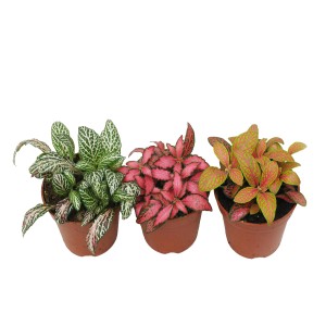4Flower Fitonia (Fittonia sp.) mix  don. 6cm