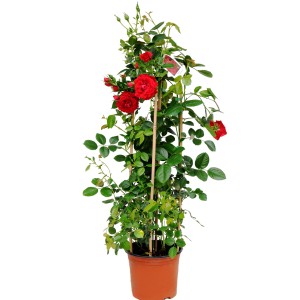 Czerwona róża rabatowa w doniczce z podpórką. Idealna do ogrodu i na balkon.