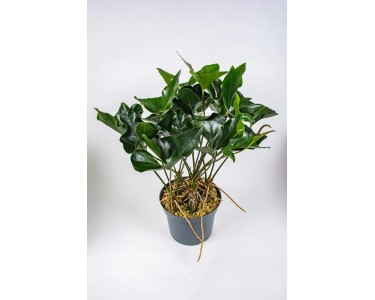 bonsai tree painting Bonsai Tree Glass Wall Art – Insigneart EU main image 1
