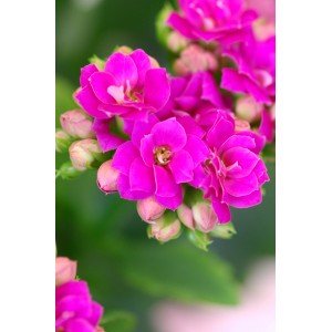 Zbliżenie różowych kwiatów Żyworódki (Kalanchoe).