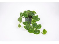 Scindapsus Pictus wys. 15-18cm don. 12cm