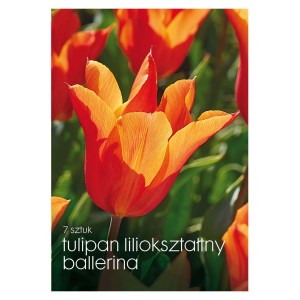 Pomarańczowy tulipan liliokształtny 'Ballerina', idealny do ogrodu. Cebulki kwiatowe.