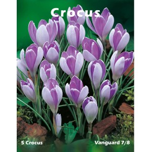 Cebulki krokusów, fioletowo-białe kwiaty, wiosenne kwitnienie.