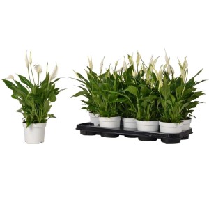 Skrzydłokwiat (Spathiphyllum) w doniczkach, kwitnąca roślina doniczkowa dla OBI.