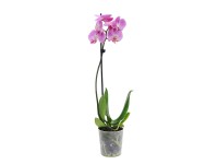 4Flower Falenopsis - Ćmówka - Storczyk Premium (Phalaenopsis sp.) 1pęd wys. 50-7