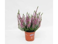 Wrzos linia Garden Girls (Calluna vulgaris) don. 11 cm