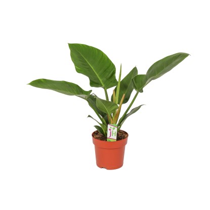 Filodendron (Philodendron) Imperial Green - don. 19 cm