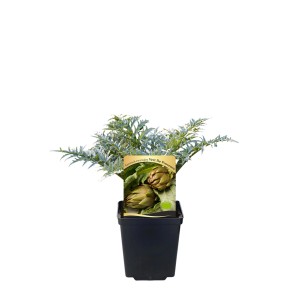 Karczoch 'Vert de Provence' w doniczce. Warzywo do własnego ogrodu.