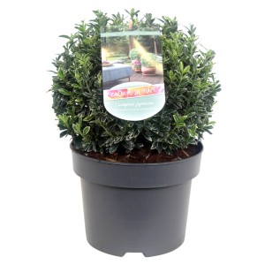 W doniczce: Zimozielony trzmielina japońska (Euonymus japonicus) z zielono-białymi, pstrokatymi liśćmi.