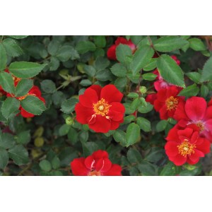 Jaskrawoczerwona róża rabatowa z zielonymi liśćmi. Idealna do kolorowych ogrodów.