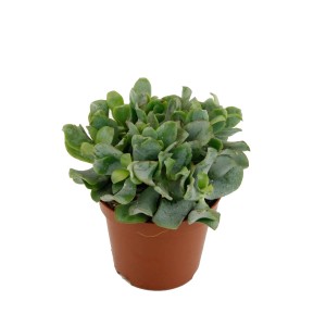 Zielony sukulent t.b.t. w brązowej doniczce.
