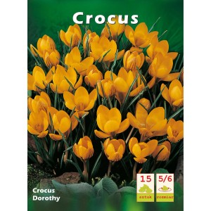 Żółte cebulki krokusów, odmiana Dorothy. Wiosenne kwiaty do ogrodu i na balkon.