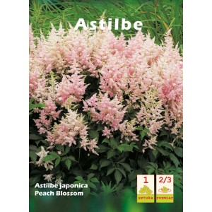 Astilbe 'Peach Blossom': Delikatne, różowe kwiatostany tawułki w ogrodzie.