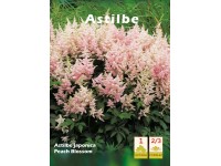 Tawułka japońska Peach Blossom (Astilbe japonica) 1 szt.