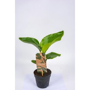 Strelitzia Nicolai w doniczce, duża roślina doniczkowa z zielonymi liśćmi.