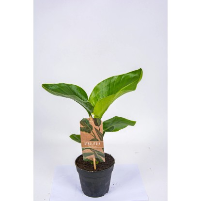 Strelicja biała (Strelitzia Nicolai) - don. 13 cm