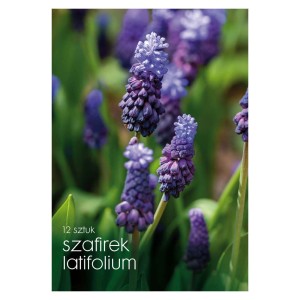 Opakowanie cebulek kwiatowych t.b.t. (szafirek) z niebieskimi kwiatami.