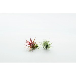 Dwie oplątwy (Oplątwy i bromelie), jedna czerwona, jedna zielona, na białym tle.