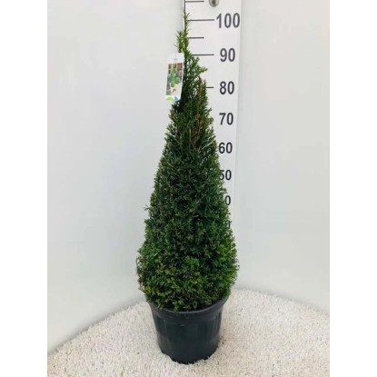 Cis pospolity (Taxus Baccata Piram.) - wys. około 80 cm, don. 29 cm