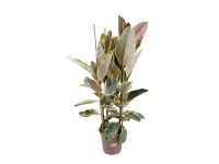Fikus (Ficus Elastica Tinake) - wys. 120 cm, don. 24 cm