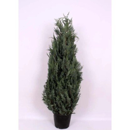 Cyprysik (Chamaecyparis Columnaris) - wys. 140 cm, don. 15 l