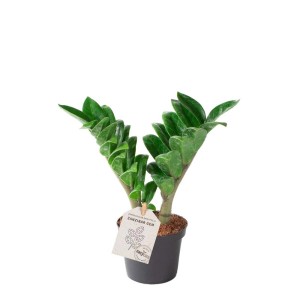 Zamioculcas zamiifolia (t.b.t.) w doniczce, duża, zielona roślina doniczkowa.
