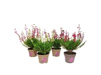 Dabecja (Daboecia) don. 11 cm