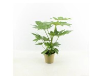 Fatsia Japonica