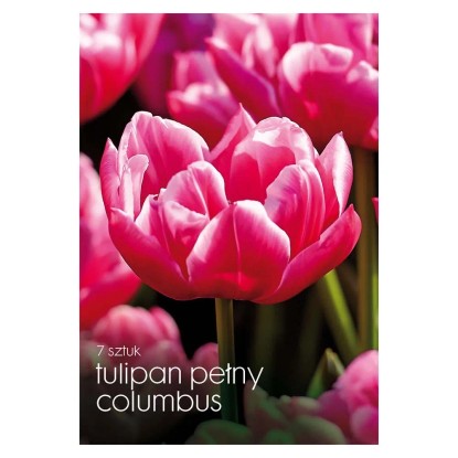 Tulipan (Columbus) - 7 szt.