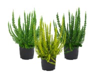 Wrzos Skyline (Calluna vulgaris) - don. 10 cm