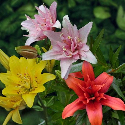 Lilia Azjatycja Pełna mix - 5 szt.