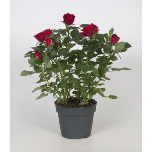 Czerwona róża rabatowa w doniczce. Kompaktowa róża z ciemnoczerwonymi kwiatami.