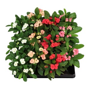 Wilczomlecz okazały (Euphorbia Milii) mix - don. 6 cm