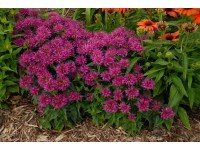 Monarda - bergamotka